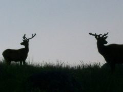 bull_elk2.jpg
